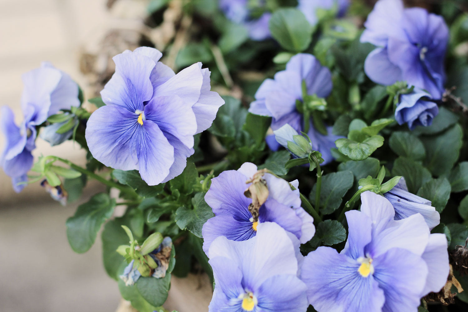 Blue pansies